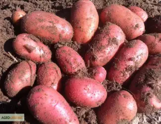 Зображення для оголошення Продам репродуктивну насіневу картоплю