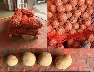 Зображення для оголошення Продам насіннєву картоплю сорт Сіфра оптом від 10 тонн