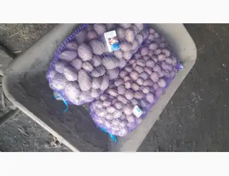 Зображення для оголошення Продам посадкову картоплю