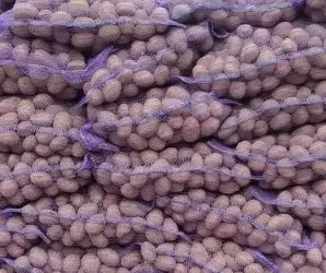 Зображення для оголошення Продам семенной картофель сорту Бела Росса