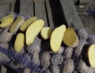 Зображення для оголошення Продам продовольчу картоплю Берніна Коріна