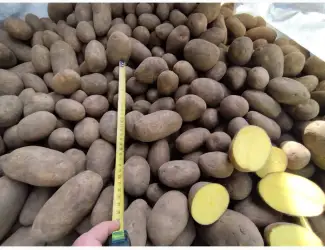 Зображення для оголошення Продам картоплю