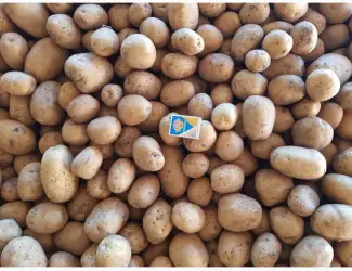 Зображення для оголошення ФГ реалізовує посадкову картоплю 2-3 репродукції