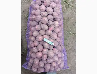 Зображення для оголошення Продам семеной картофель
