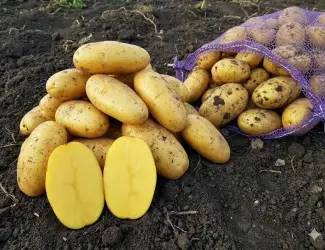 Зображення для оголошення Насіннєва картопля Гранада 1-2 репродукція