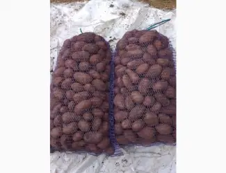 Зображення для оголошення Продам насінневу (семенную) картоплю