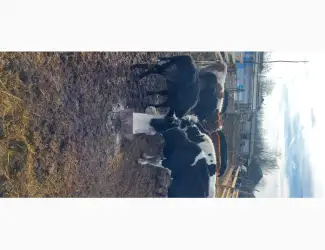 Зображення для оголошення Продам стадо молодых коров