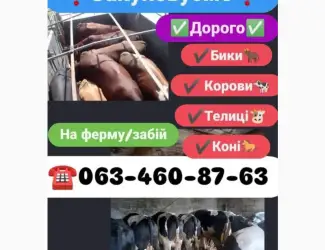 Зображення для оголошення Закуповуємо Бики