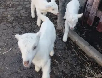 Зображення для оголошення Кізочка і цапики Ламанча і Зааненця місяць їм