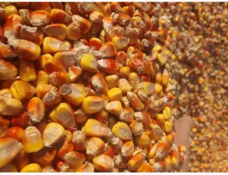 Зображення для оголошення Продам кукурудзу. Пшеницю