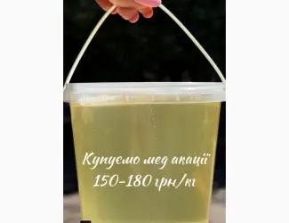 Зображення для оголошення Купуємо мед Акації-2025