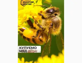 Зображення для оголошення Закупівля пилку бджолиного