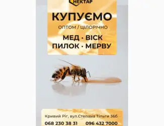Зображення для оголошення Купуємо мед від 500кг Сумська