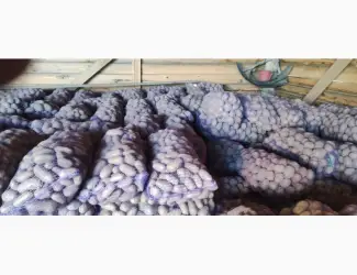 Зображення для оголошення Товарный картофель Шаншай