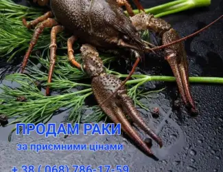 Зображення для оголошення Мальок Рака