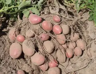 Зображення для оголошення Продам картоплю Тирас-2 репродукція, Лабелла-2