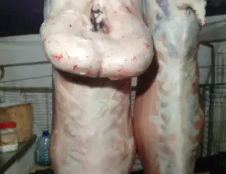 Зображення для оголошення Продам Мясо баранина Халяль