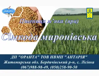 Зображення для оголошення Насіння ярої пшениці Сімкода миронівська (БН