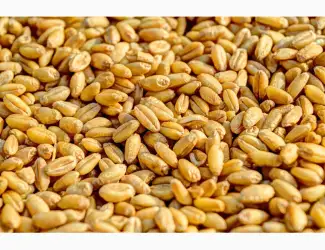 Зображення для оголошення Продам пшеницю 12.5
