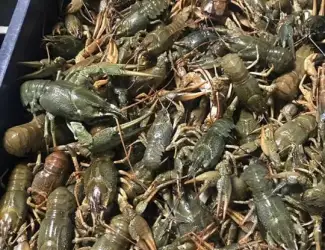 Зображення для оголошення Раки живые вареные жареные речные свежие