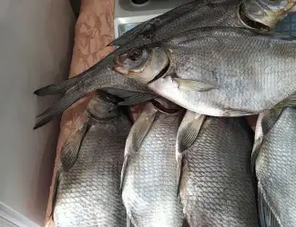 Зображення для оголошення Сушена риба ( густіра, лящ, підлящ, карась)