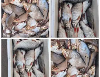 Зображення для оголошення Жива риба свiжа риба, карась