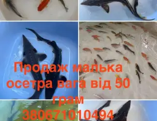 Зображення для оголошення Мальок, риба, зарибок, гібрид осетра, карпи кої