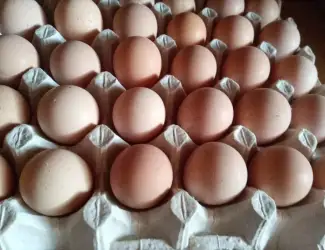 Зображення для оголошення Інкубаційне яйце цесарки
