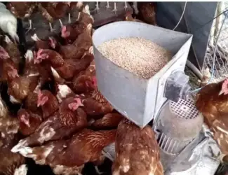 Зображення для оголошення Кури не сушки Ломан Браун