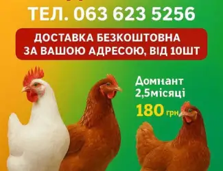 Зображення для оголошення КУри несушки Кривий ріг ! доставка додому