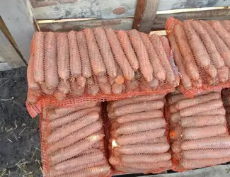 Зображення для оголошення Продам гарну моркву на переробку