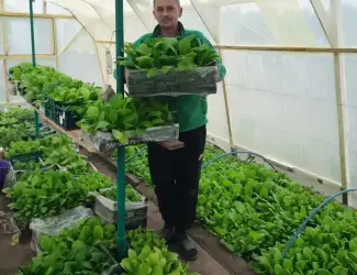 Зображення для оголошення Розсада тютюна ,махорки