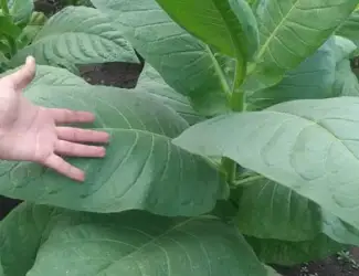Зображення для оголошення Продам насіння табаку ДЮБЕК