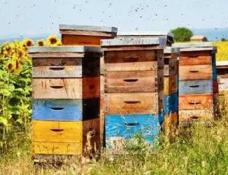 Зображення для оголошення Продам інвентар для пасіки б/у... вулики б/у