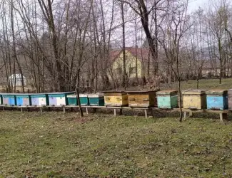 Зображення для оголошення Бджолопакети карпатка з доставкою