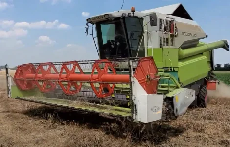 Ріпаковий стіл