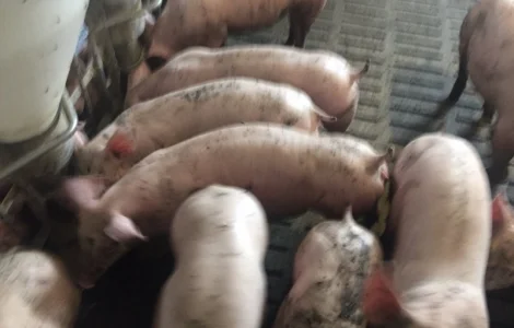 Продам поросят живою вагою м'ясник 3х породний гібрид будь-якої вагової категорії