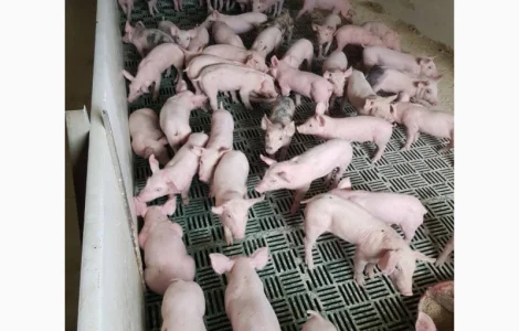 Продаем поросят мясных пород 3х породный гибрид поросята с комплекса