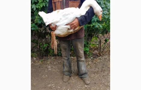 Продам гусят породи мамут