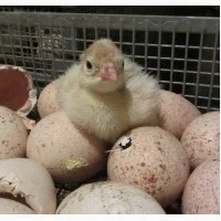 Продам індиче інкубаційне яйце