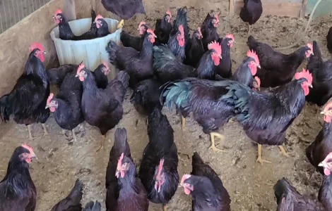 Інкубаційне яйце, птиця, курчата, Род-Айленд - червоний, білий