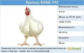 Інкубаційні яйця бройлерів з ЄС