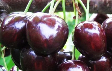 Продаю саженцы черешни, 4 сорта, 2 года 1,6 метра по 120 грн