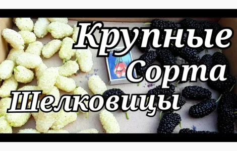 Шовковиця живці величезна: чорна