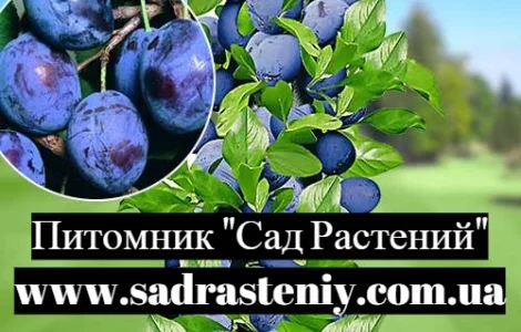 Саджанці нових сортів на низькорослих підщепах оптом і в роздріб