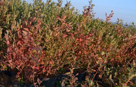 Продам саджанці лохини. Ціни від 45 грн за рослину (1