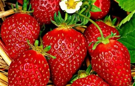 Клубника Корона (Korona Strawberry) саженцы клубники Фриго