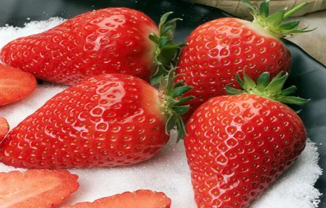 Саджанці полуниці сорту Альба (Alba Strawberry) Фріго