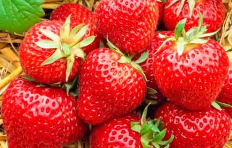 Клубника Хоней (Honeoye Strawberry) саженцы клубники Фриго