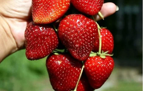 Продам саженцы ремонтантной клубники "Кабрілло"
